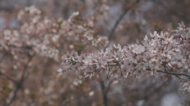 Цветущая Вишня Возле Реки Коэдо Кавагоэ Сайтама Цветение Вишни Сайтаме — стоковое видео