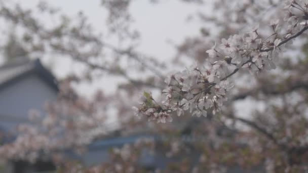 Flytande Körsbär Blommar Nära Koedo Floden Vid Kawagoe Saitama Dess — Stockvideo