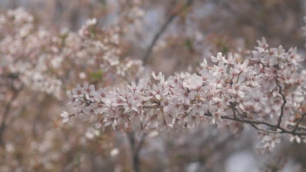 Цветущая Вишня Возле Реки Коэдо Кавагоэ Сайтама Цветение Вишни Сайтаме — стоковое видео