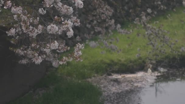Flottante Fleur Cerisier Près Rivière Koedo Kawagoe Saitama Est Une — Video