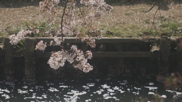 Drijvende Cherry Bloei Buurt Van Koedo Rivier Bij Kawagoe Saitama — Stockvideo