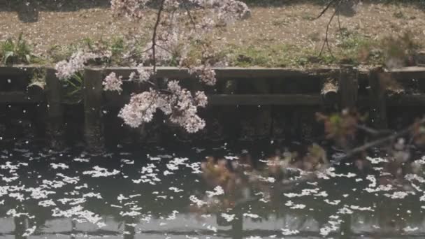 川越小江戸川の近くの桜満開のフローティング その埼玉の桜 カメラ キヤノン Eos — ストック動画