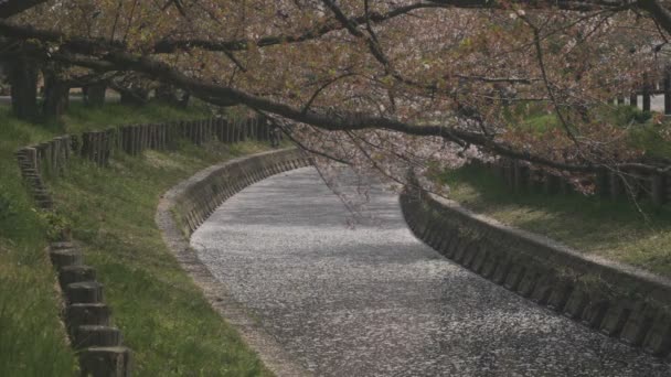 Κυμαινόμενο Κεράσι Ανθίσει Κοντά Στον Ποταμό Koedo Στο Kawagoe Saitama — Αρχείο Βίντεο