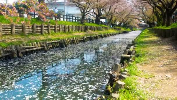 Lasso Tempo Fioritura Ciliegio Galleggiante Sul Fiume Kawagoe Fiore Ciliegio — Video Stock