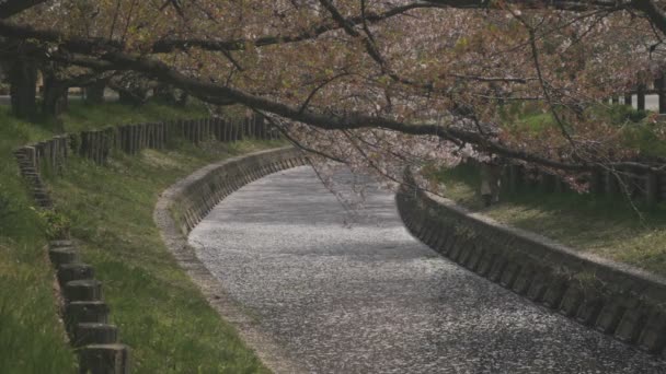 Floating Cherry Bloom Koedo River Kawagoe Saitama Its Cherry Blossom — Stock Video