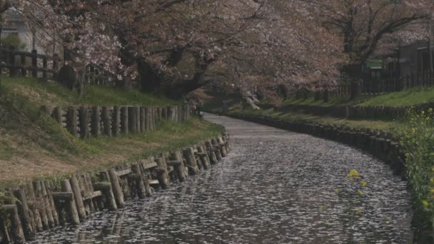 Fioritura Ciliegio Galleggiante Vicino Fiume Koedo Kawagoe Saitama Fiore Ciliegio — Video Stock