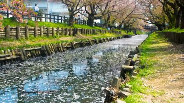 Tempo Lapso Flutuante Cereja Florescer Rio Kawagoe Uma Flor Cereja — Vídeo de Stock