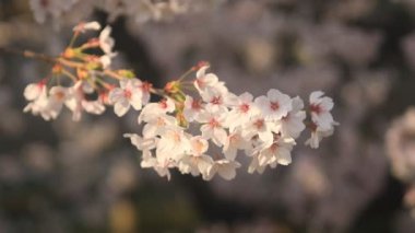 Nerima Tokyo, kiraz çiçeği / onun Tokyo'da bir kiraz çiçeği. fotoğraf makinesi: Canon Eos 5d