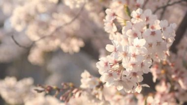 Nerima Tokyo, kiraz çiçeği / onun Tokyo'da bir kiraz çiçeği. fotoğraf makinesi: Canon Eos 5d