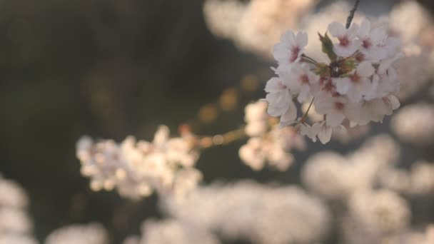 Flor Cerezo Nerima Tokio Una Flor Cerezo Tokio Cámara Canon — Vídeo de stock