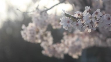 Nerima Tokyo, kiraz çiçeği / onun Tokyo'da bir kiraz çiçeği. fotoğraf makinesi: Canon Eos 5d