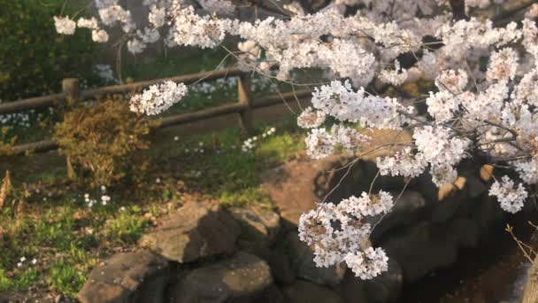 Kwiat Wiśni Nerima Tokio Jego Kwitnącej Wiśni Tokio Kamery Canon — Wideo stockowe
