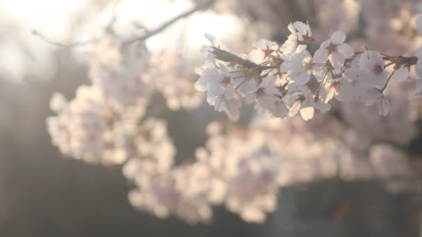 도쿄에서 네리마에 벚꽃의 도쿄에서 카메라 Eos — 비디오
