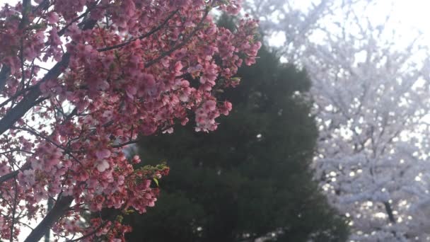 Flor Cerezo Nerima Tokio Una Flor Cerezo Tokio Cámara Canon — Vídeo de stock