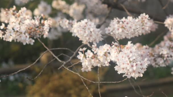 Flor Cerezo Nerima Tokio Una Flor Cerezo Tokio Cámara Canon — Vídeo de stock