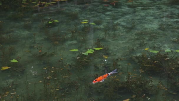 Плавание карпа в красивом зеленом пруду в Gifu Japan — стоковое видео