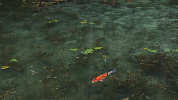 Nager carpe dans le bel étang vert à Gifu Japon 