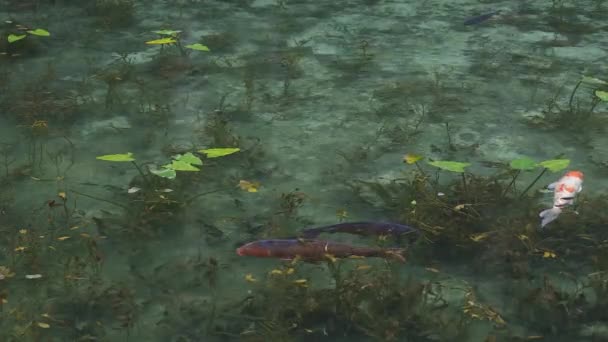 Carpa de natación en el hermoso estanque verde en Gifu Japón — Vídeos de Stock