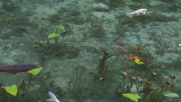 Carpa de natación en el hermoso estanque verde en Gifu Japón — Vídeos de Stock