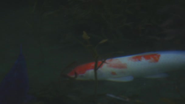 Swimming carp in the beautiful green pond in Gifu Japan tracking shot — Stock Video