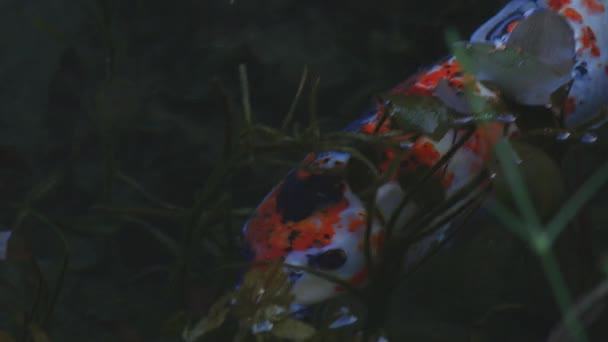 Swimming carp in the beautiful green pond in Gifu Japan tracking shot — Stock Video