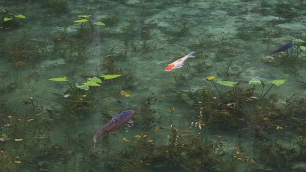 Simning karp i den vackra gröna dammen i Gifu Japan — Stockvideo