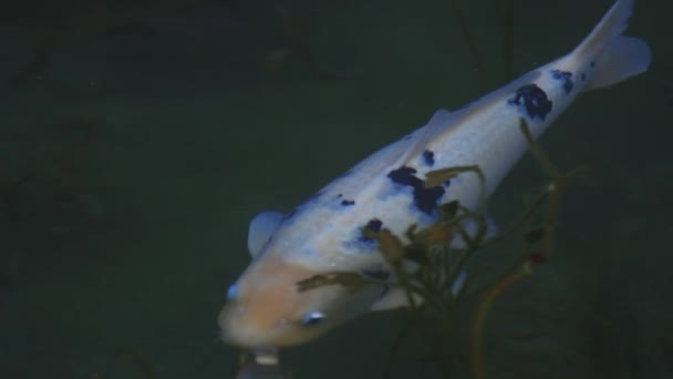 Schwimmende Karpfen im schönen grünen Teich in gifu japan tracking shot — Stockvideo