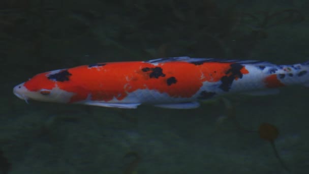 Schwimmende Karpfen im schönen grünen Teich in gifu japan tracking shot — Stockvideo