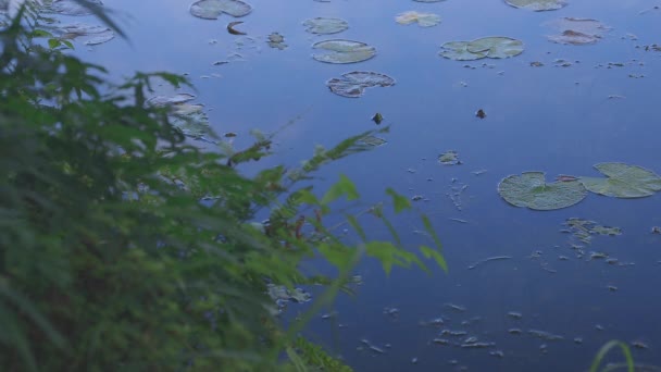 Simning karp i den vackra gröna dammen i Gifu Japan — Stockvideo