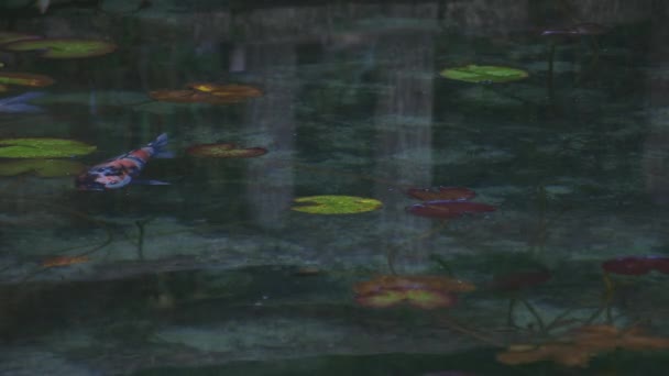 Carpa da nuoto nel bellissimo laghetto verde di Gifu Giappone — Video Stock