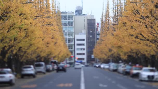 Переход на улице гинкго в Токио осенью — стоковое видео