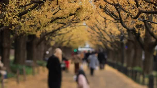 Caminhando pessoas na rua ginkgo em Tóquio no outono — Vídeo de Stock