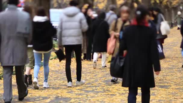 Прогулюватися людьми на вулиці гінкго в Токіо восени. — стокове відео