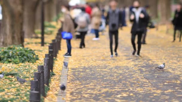 Marcher dans la rue ginkgo à Tokyo à l'automne — Video