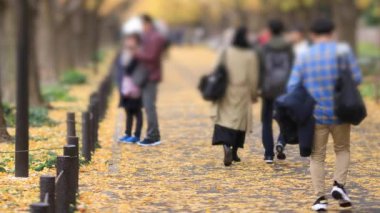 Sonbaharda Tokyo 'daki ginkgo caddesinde yürüyen insanlar