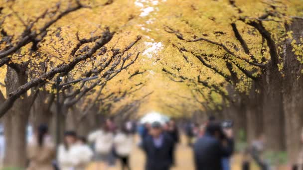 Caminar a la gente en la calle ginkgo en Tokio en otoño — Vídeos de Stock