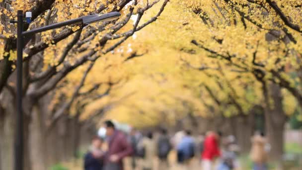 Passeggiando persone in strada ginkgo a Tokyo in autunno — Video Stock