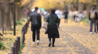 Sonbaharda Tokyo 'daki ginkgo caddesinde yürüyen insanlar