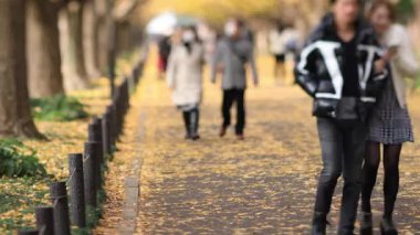 Sonbaharda Tokyo 'daki ginkgo caddesinde yürüyen insanlar