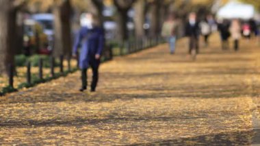 Sonbaharda Tokyo 'daki ginkgo caddesinde yürüyen insanlar