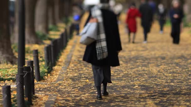 Sonbaharda Tokyo 'daki ginkgo caddesinde yürüyen insanlar — Stok video