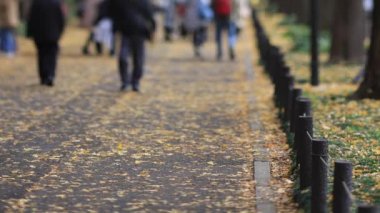 Sonbaharda Tokyo 'daki ginkgo caddesinde yürüyen insanlar