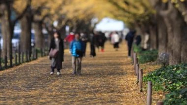 Sonbaharda Tokyo 'daki ginkgo caddesinde yürüyen insanlar