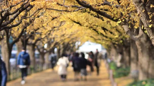 Marcher dans la rue ginkgo à Tokyo à l'automne — Video