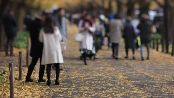 Прогулки на улице гинкго в Токио осенью — стоковое видео