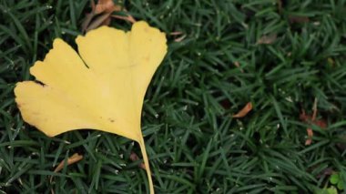 Gignkgo leaf on the plant at autumn top shot handheld
