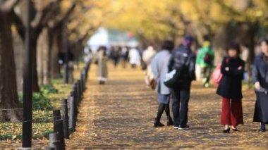 Sonbaharda Tokyo 'daki ginkgo caddesinde yürüyen insanlar