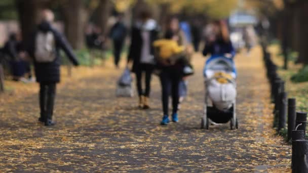 Marcher dans la rue ginkgo à Tokyo à l'automne — Video