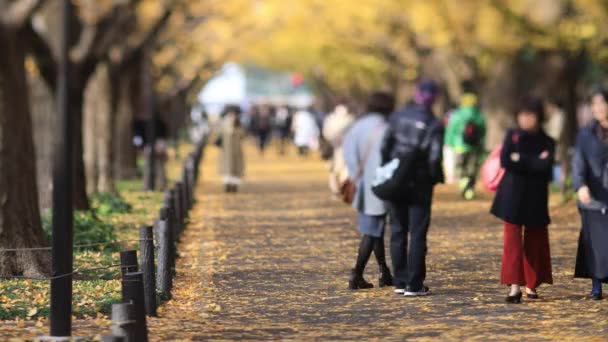 Marcher dans la rue ginkgo à Tokyo à l'automne — Video