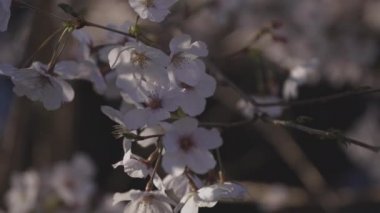 Gölge Kiraz Çiçeği Bahar Gününde Yakın plan